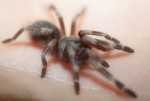 N.chromatus - wybarwiajcy si osobnik ~2DC