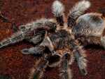 B.albopilosum - ponad 7 letnia samica, 7DC