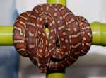 Morelia bredli