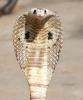 Awatar DeNuCeNt
