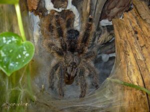 Avicularia huriana – ptasznik