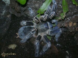 Aphonopelma seemanni – ptasznik
