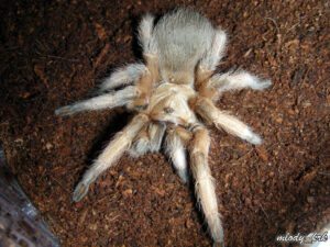 Aphonopelma moderatum – ptasznik