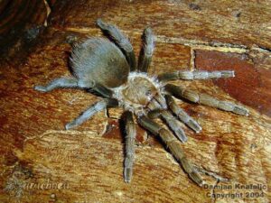 Aphonopelma stoicum – ptasznik