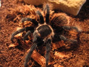 Brachypelma angustum – ptasznik