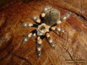 Brachypelma annitha – ptasznik
