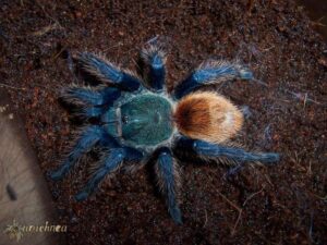 Chromatopelma cyaneopubescens – ptasznik