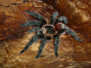 Grammostola actaeon – ptasznik