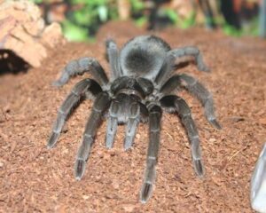Grammostola alticeps – ptasznik