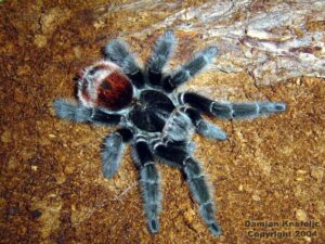 Grammostola iheringi – ptasznik