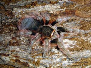 Nhandu carapoensis – ptasznik