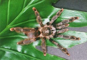 Tapinauchenius plumipes – ptasznik