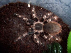 Nhandu coloratovillosus – ptasznik