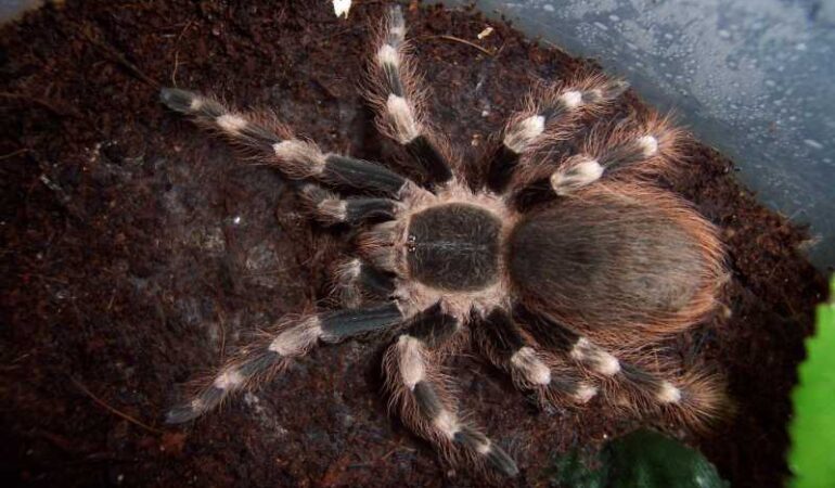 Nhandu coloratovillosus – ptasznik