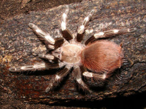 Nhandu chromatus – ptasznik