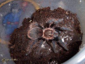 Tliltocatl albopilosus – ptasznik kędzierzawy