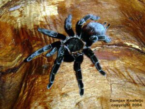 Tliltocatl epicureanus – ptasznik