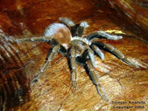 Acanthoscurria antillensis – ptasznik