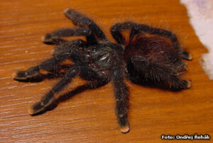 Avicularia azuraklaasi – ptasznik