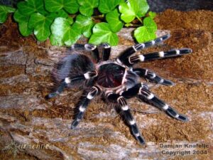 Acanthoscurria brocklehursti – ptasznik