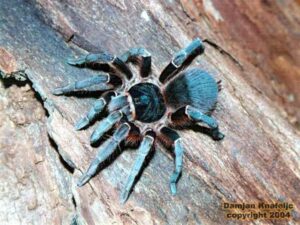 Aphonopelma anax – ptasznik