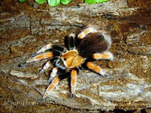 Aphonopelma bicoloratum – ptasznik