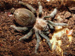 Aphonopelma caniceps – ptasznik