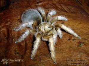 Aphonopelma chalcodes – ptasznik