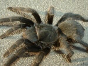 Aphonopelma eutylenum – ptasznik