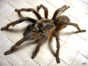 Augacephalus ezendami – ptasznik