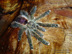 Avicularia bicegoi – ptasznik