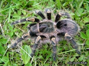 Grammostola pulchripes – ptasznik