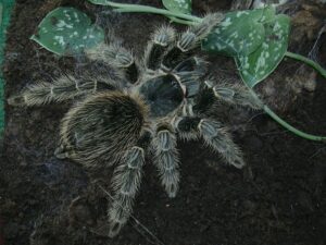 Lasiodora difficilis – ptasznik