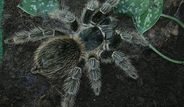 Lasiodora difficilis – ptasznik