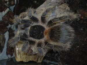 Lasiodora striatipes – ptasznik