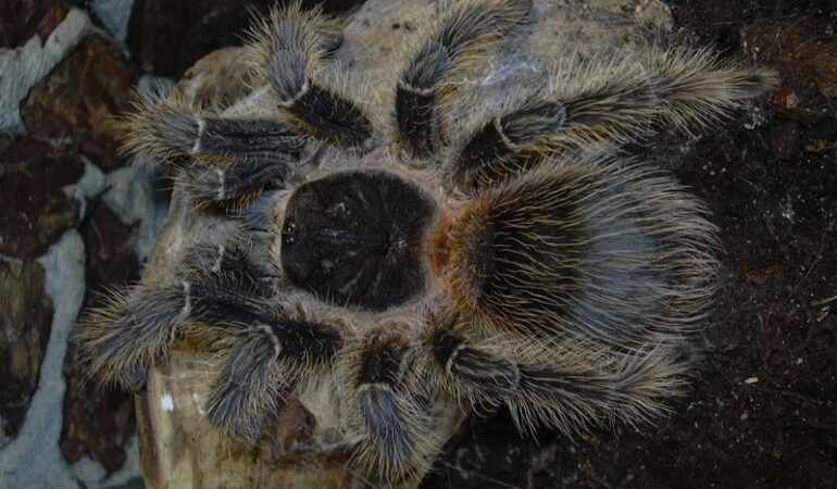Lasiodora striatipes – ptasznik