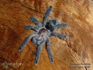 Avicularia purpurea – ptasznik