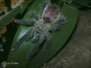 Avicularia urticans – ptasznik