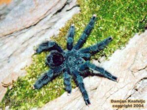 Avicularia avicularia – ptasznik