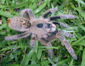 Ceratogyrus brachycephalus – ptasznik