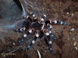 Acanthoscurria geniculata – ptasznik