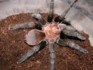 Aphonopelma burica – ptasznik