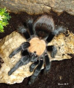Brachypelma albiceps – ptasznik