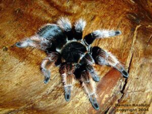 Brachypelma klaasi – ptasznik