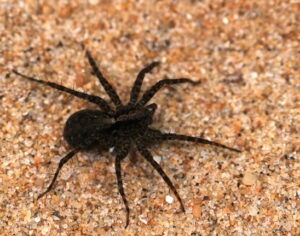Pardosa amentata – wałęsak zwyczajny