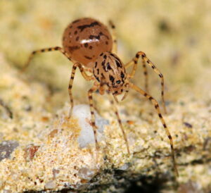 Scytodes thoracica – rozsnuwacz plujący