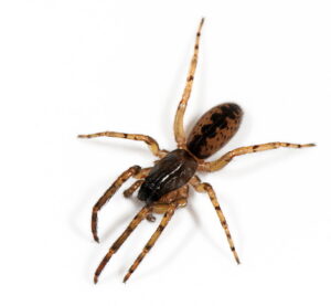 Segestria senoculata – czyhak sadowiec
