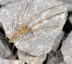 Tetragnatha montana – kwadratnik długonogi