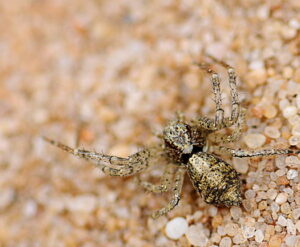 Tmarus piger