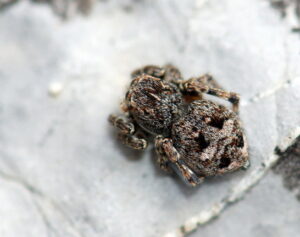 Sitticus rupicola – skoczek